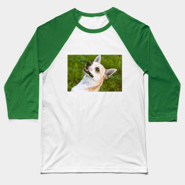 Chiwawa Baseball T-Shirt by CATS ART